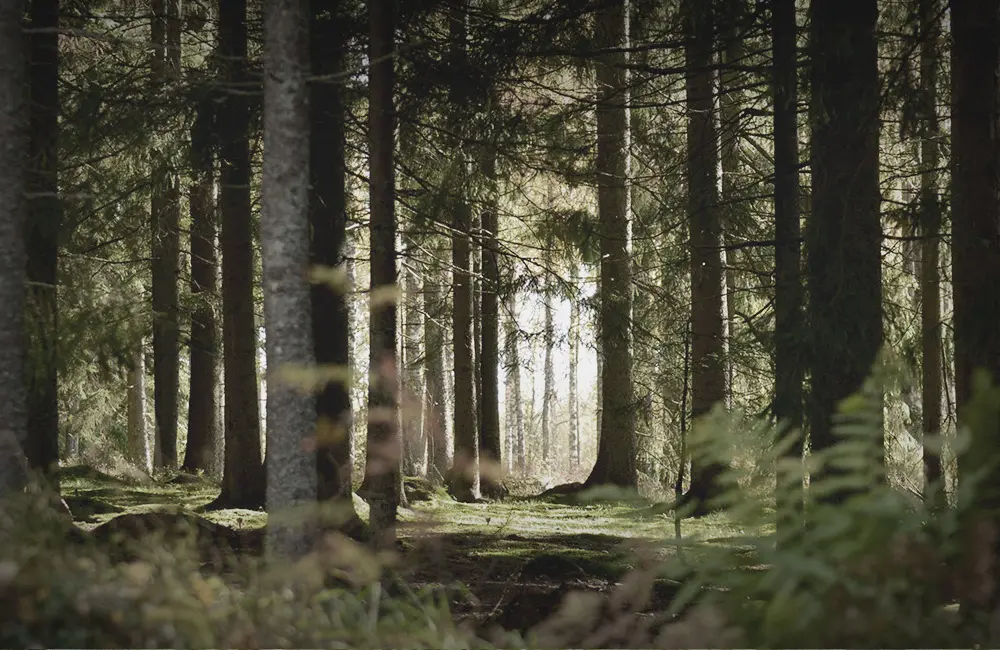 En glänta i skogen.