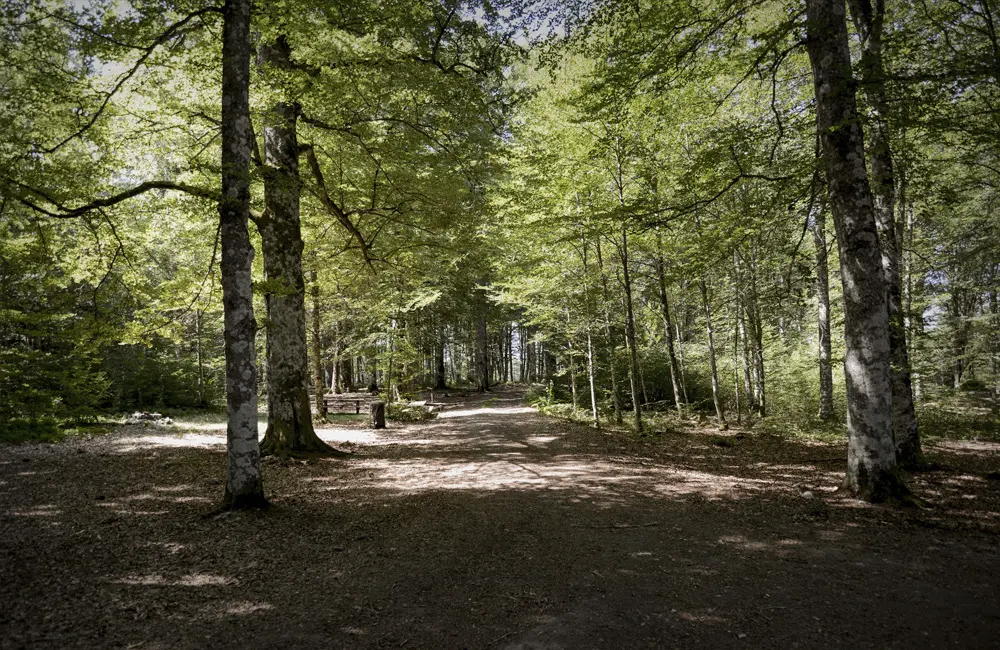 Bokskog som grönskar i Släthult.