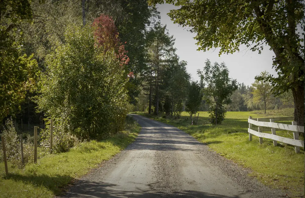 En landsväg med träd och hagar vid sidan av.