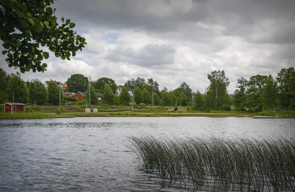 En sjö med röda hus och träd i bakgrunden. det finns höga gräs på sjön.