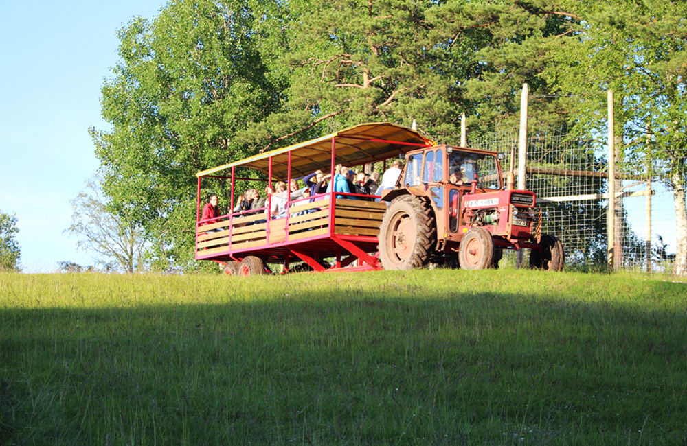 Traktor med släp där det sitter turister. Traktorn ses i lätt sluttning med gräs runtomkring.