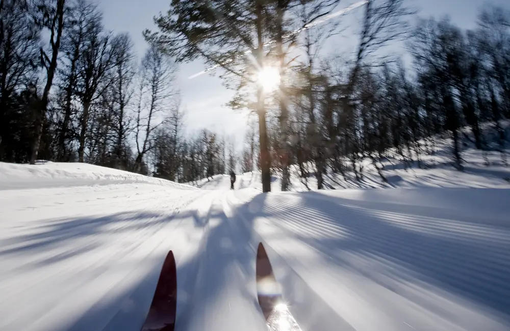 Skidor som åker på snön i skogen. 