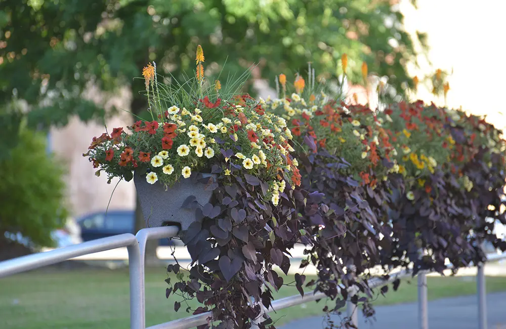 blomsterarrangemang i city.