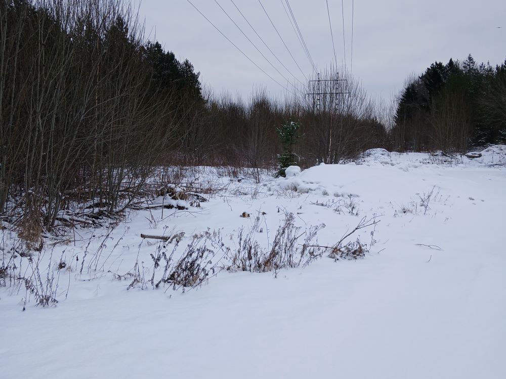 Bild som visar mark inom del av det aktuella planområdet