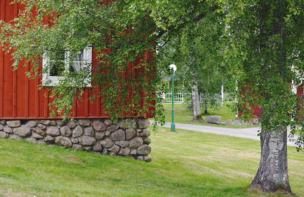 En stor björk i Nässjö hembygdsgård.