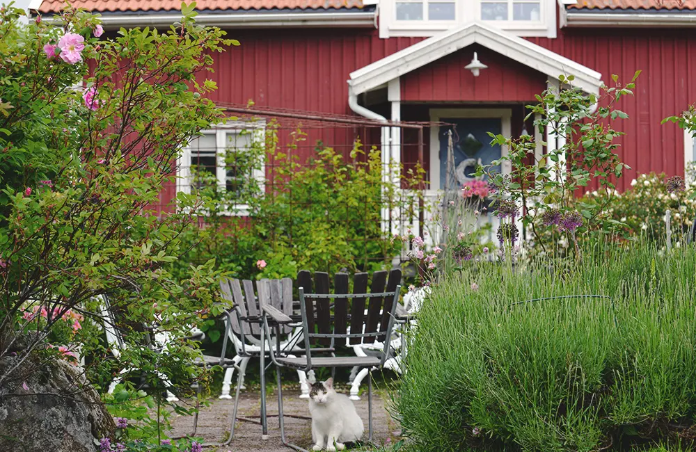 Lummig trädgård med rött hus och utemöbler