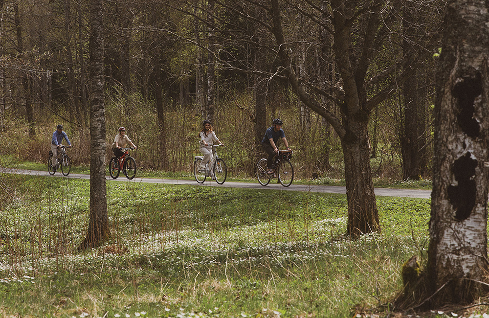 cyklar i skogen