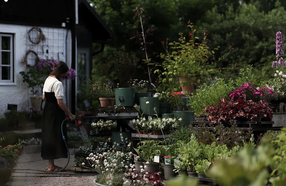 En person går i trädgården utanför butik botanik och vattnar blommorna