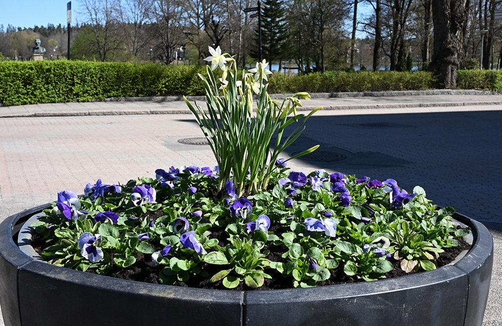 Stor urna med blommor vid en väg. Blommorna är blåa och vita. I bakgrunden syns stadsparken i Nässjö.