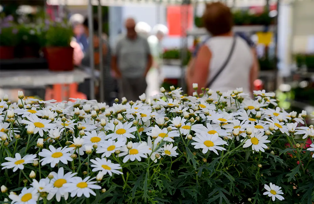 Blommor och människor på ett torg.