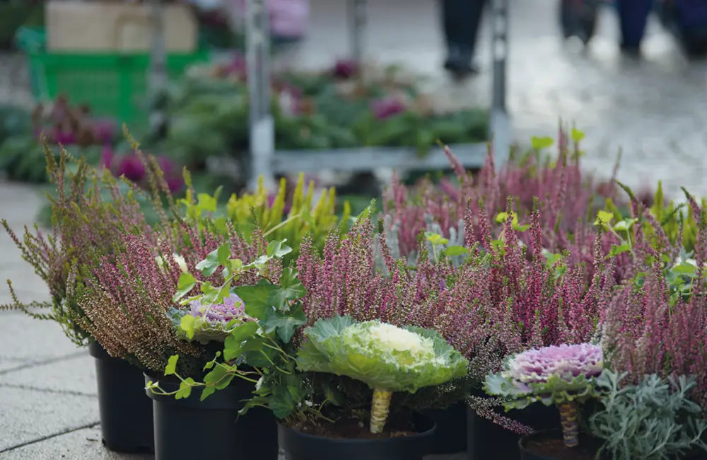 Plastkrukor med blommor och växter.