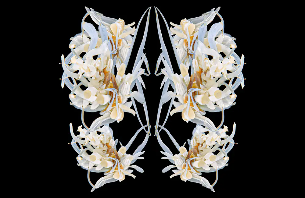 Ljusa, symmetriskt arrangerade, växter mot en svart bakgrund.