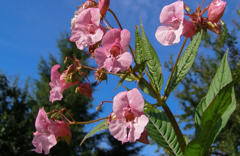 Bild på Jättebalsamin