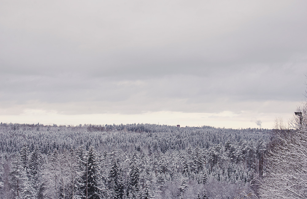 Vybild över skogen i lövhult, täckt av snö.