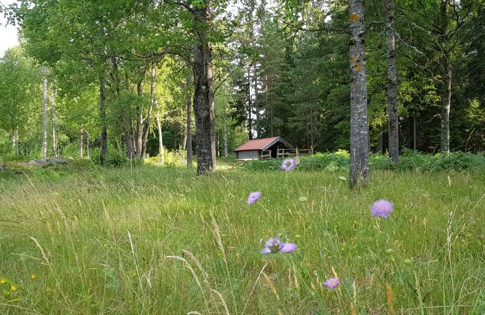 Blommor på äng i sommartid.