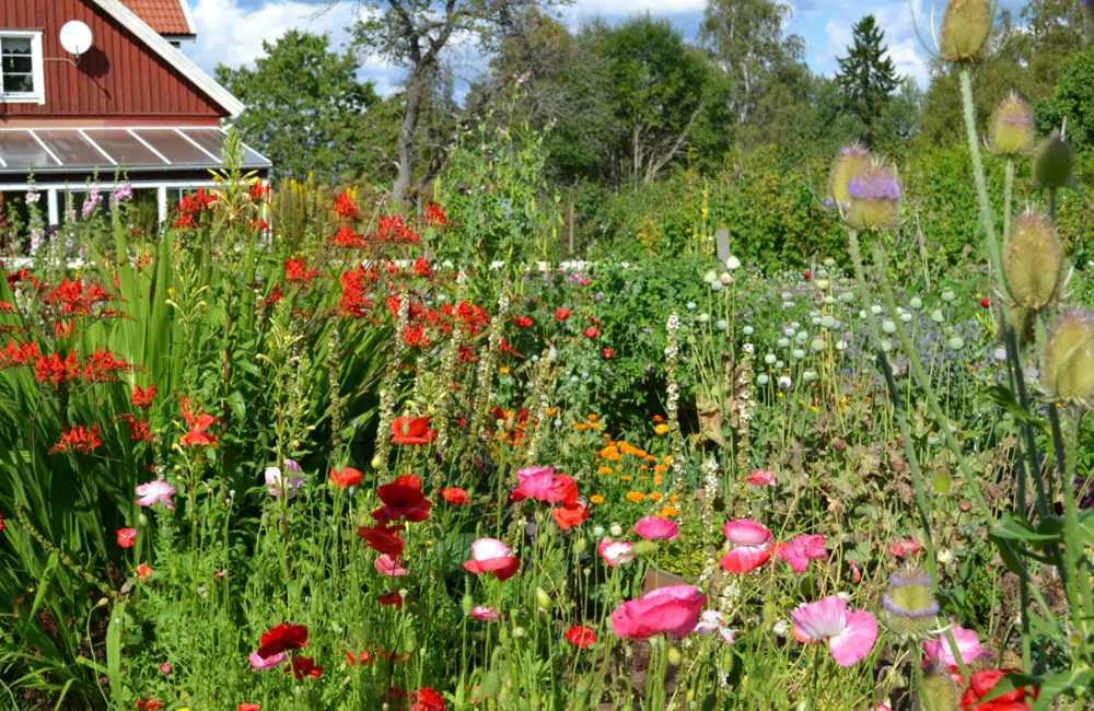 Blommor och grönska på Hattsjöhult.