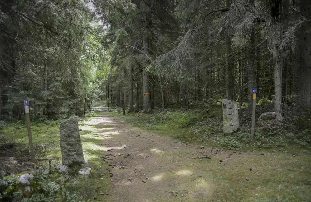 Stolpar i sten längs med skogsväg.