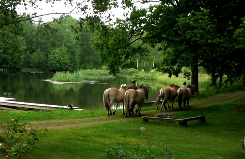 Fyra fjordhästar och två personer som går på stig längs med en sjö.