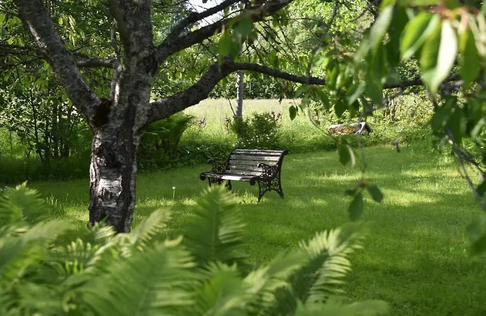 En träbänk i en vildvuxen trädgård, i förgrunden står ett träd och ormbunkar sticker ut.