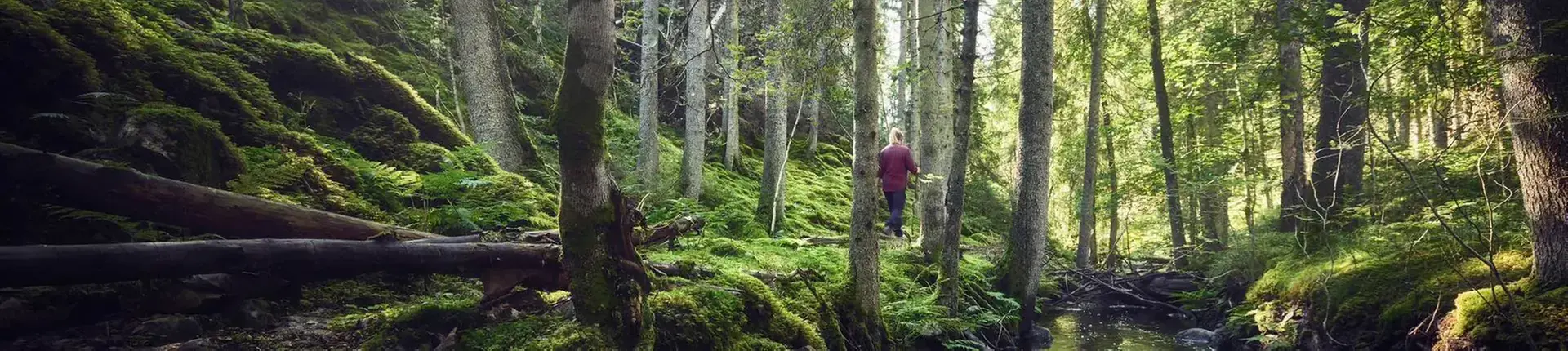Person promenerar genom grönskande skog med mossbeklädd mark och höga träd.