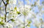 Bilden är tagen på vita grena med vita körsbärsblommor. I bakgrunden mellan grenarna kan man ana en blå himmel.